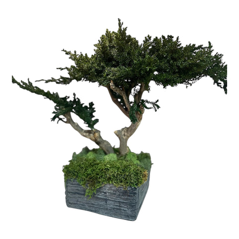 Bonsai - stabilizzato - vasetto quadrato