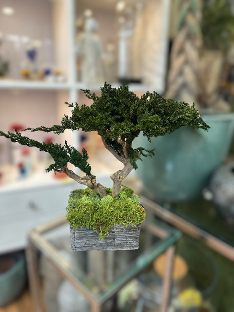 Bonsai - stabilizzato - vasetto quadrato