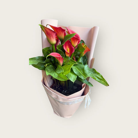 pianta di calle fucsia