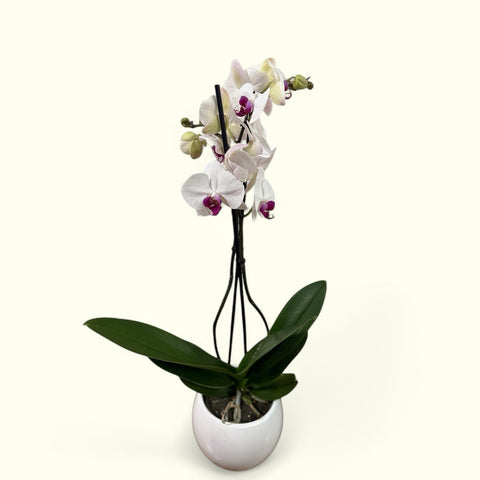 Orchidea bianca e fucsia