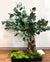Bonsai - stabilizzato - eucalipto NEW!