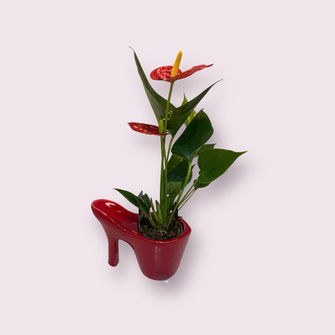 Anthurium con scarpetta rossa