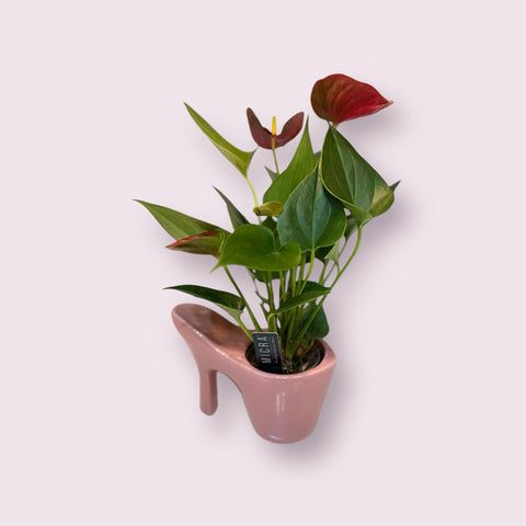 Anthurium con scarpetta rosa