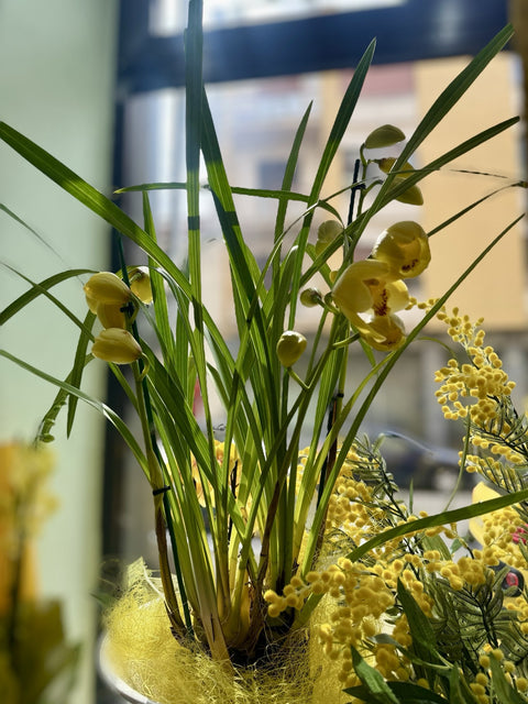 Cymbidium giallo