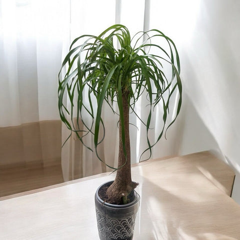 Ponytail palm