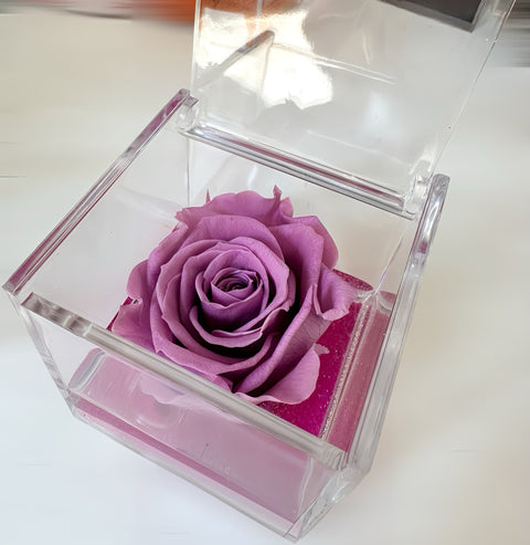 Rosa fucsia stabilizzata