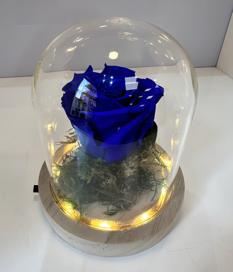 Rosa blu in campana illuminata