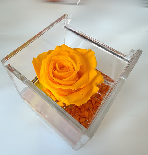 Rosa arancione stabilizzata