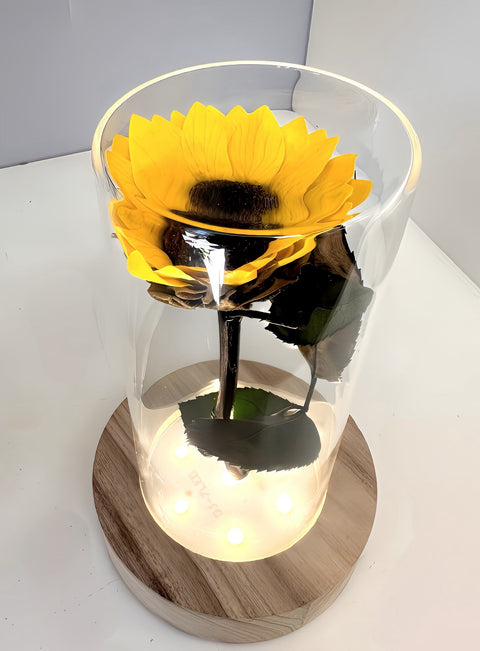 Girasole illuminato