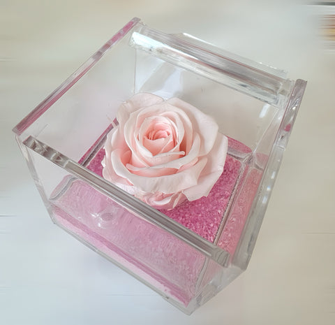 Rosa rosa stabilizzata
