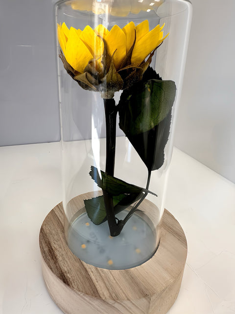 Girasole illuminato