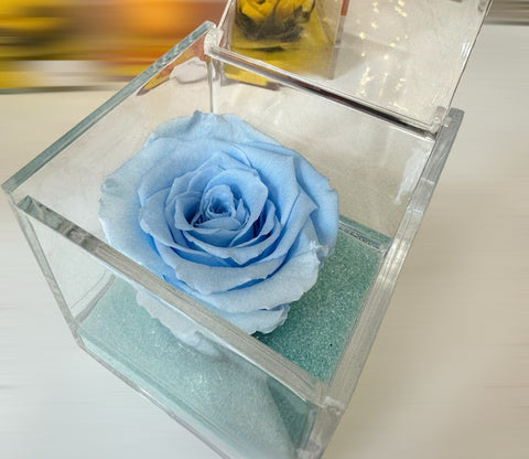 Rosa azzurra stabilizzata