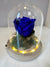 Rosa blu in campana illuminata