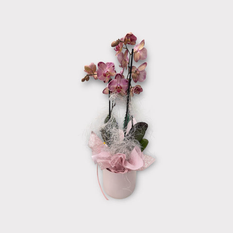 Orchidea screziata rosa 2