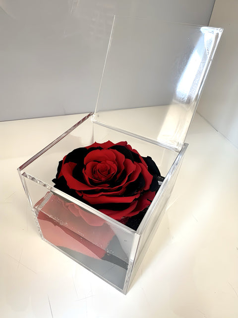 La Rosa rosso nera