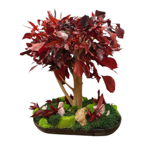Bonsai - stabilizzato - autumn