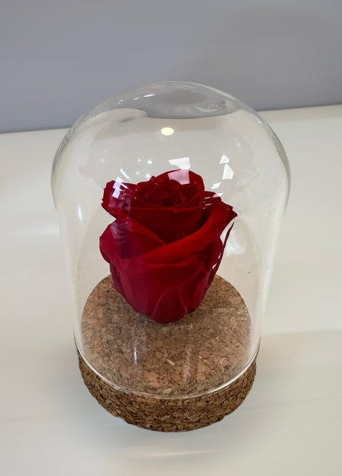 rosa rossa in piccola campana