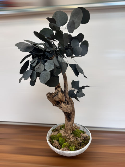 Bonsai - stabilizzato - eucalipto