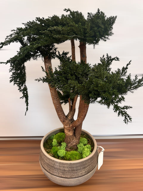 Bonsai - stabilizzato - vaso in ceramica