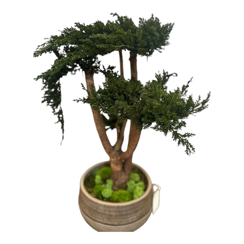 Bonsai - stabilizzato - vaso in ceramica