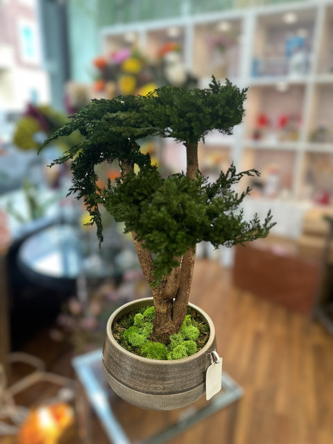 Bonsai - stabilizzato - vaso in ceramica