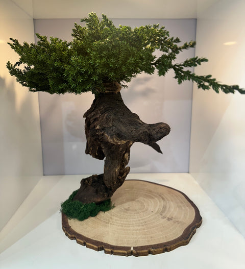 Bonsai - stabilizzato - con base legno