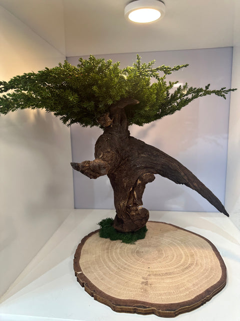 Bonsai - stabilizzato - con base legno