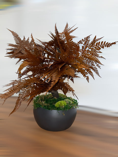 Bonsai - stabilizzato - piccola felce