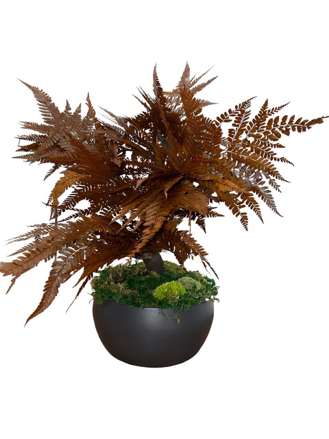 Bonsai - stabilizzato - piccola felce