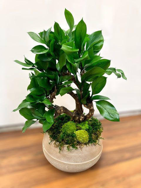 Bonsai - stabilizzato - ficus benjamina