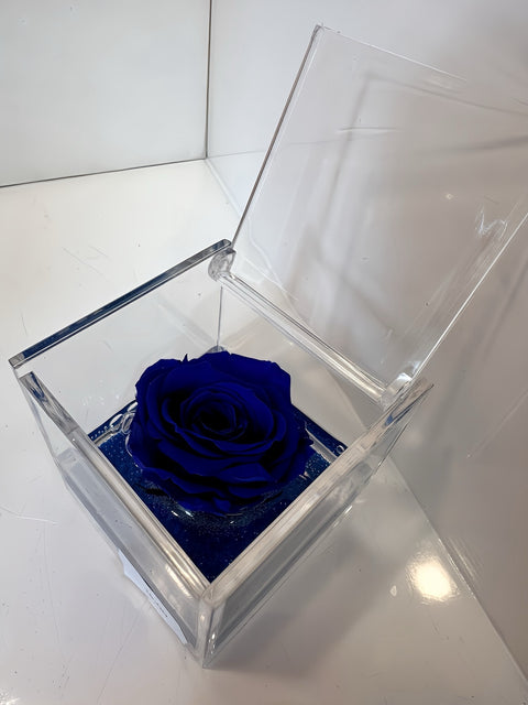 Piccola rosa blu stabilizzata
