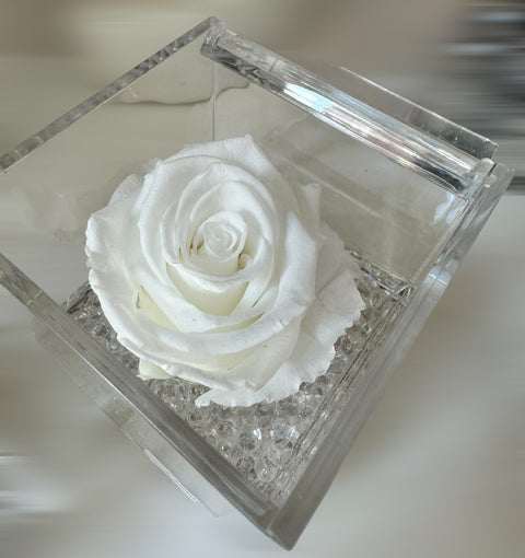Rosa bianca stabilizzata