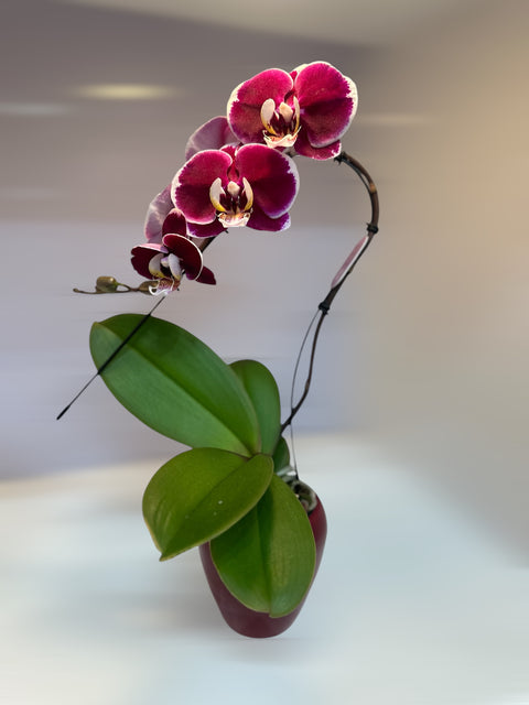 Orchidea vera