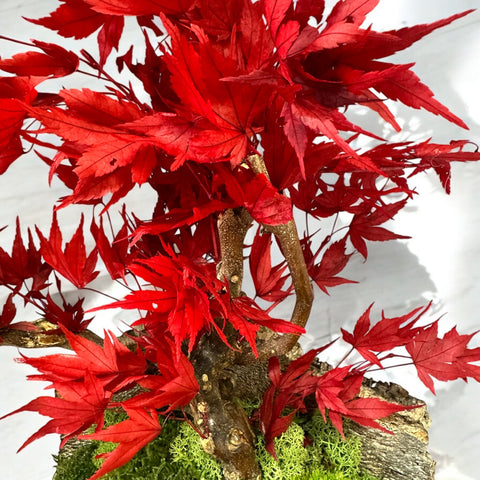 Bonsai - stabilizzato - acero