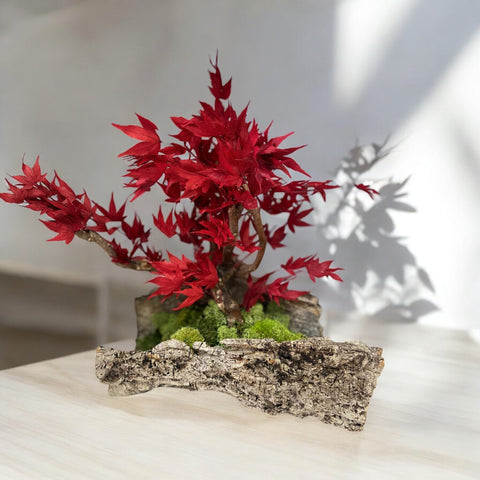 Bonsai - stabilizzato - acero