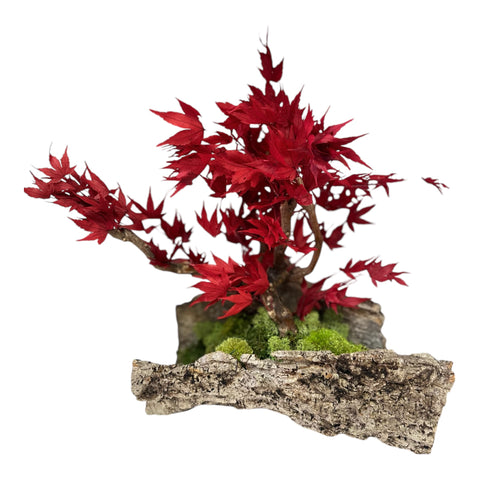 Bonsai - stabilizzato - acero