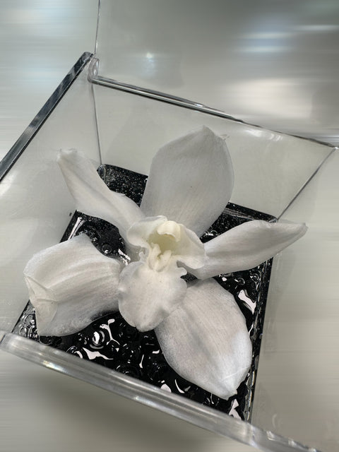 Orchidea stabilizzata