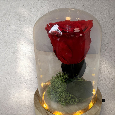 Rosa stabilizzata piccola campana illuminata - new Collection -