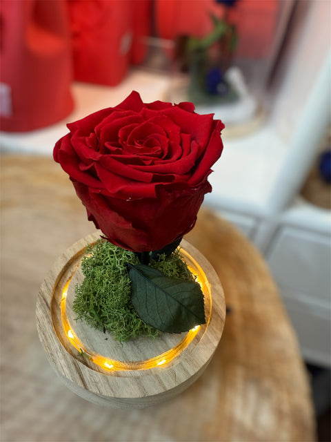 Rosa stabilizzata piccola campana illuminata - new Collection -