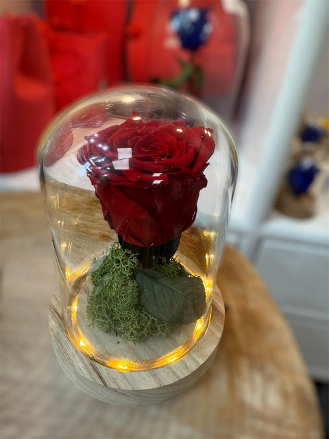 Rosa stabilizzata piccola campana illuminata - new Collection -