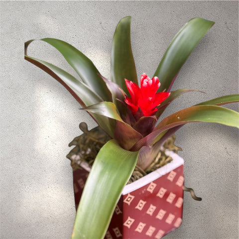 Bromelia