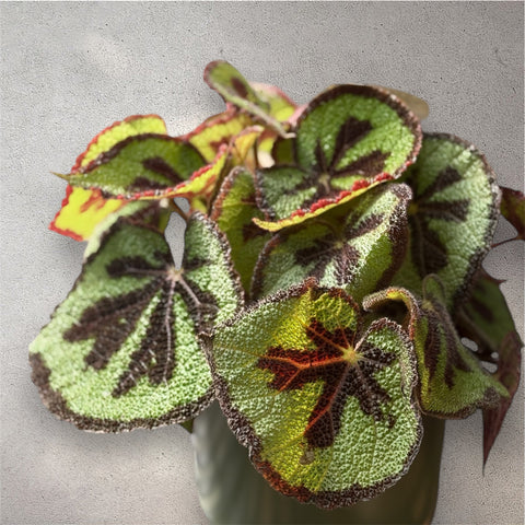 Begonia
