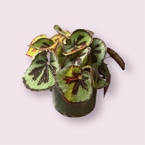 Begonia