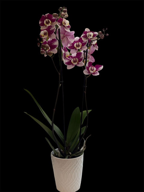 Orchidea screziata