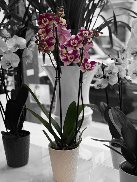 Orchidea screziata