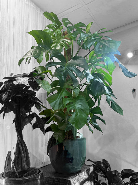 Monstera con vaso in cotto vetrificato
