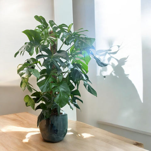 Monstera con vaso in cotto vetrificato