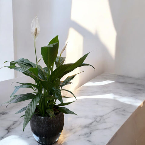 Spathiphyllum con vaso di design