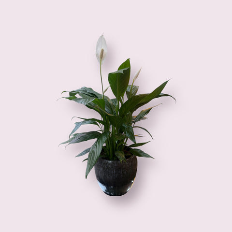 Spathiphyllum con vaso di design