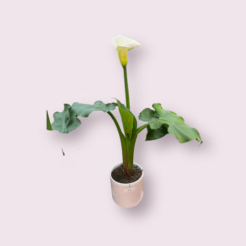 Calla